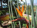 مرغ بهشتی,Crane Flower,Narrow-leaved Bird of Paradise
